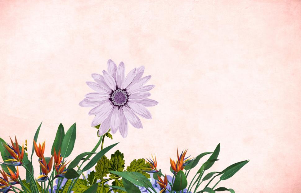 Free Image of Flower background - Single Purple Bloom 