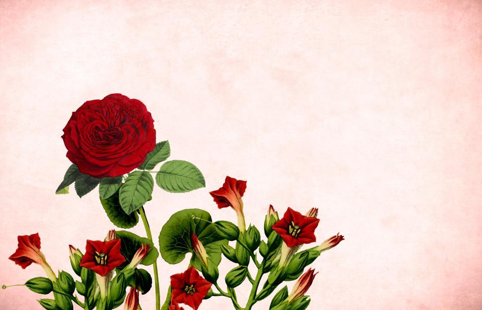 Free Image of Red rose free illustration  