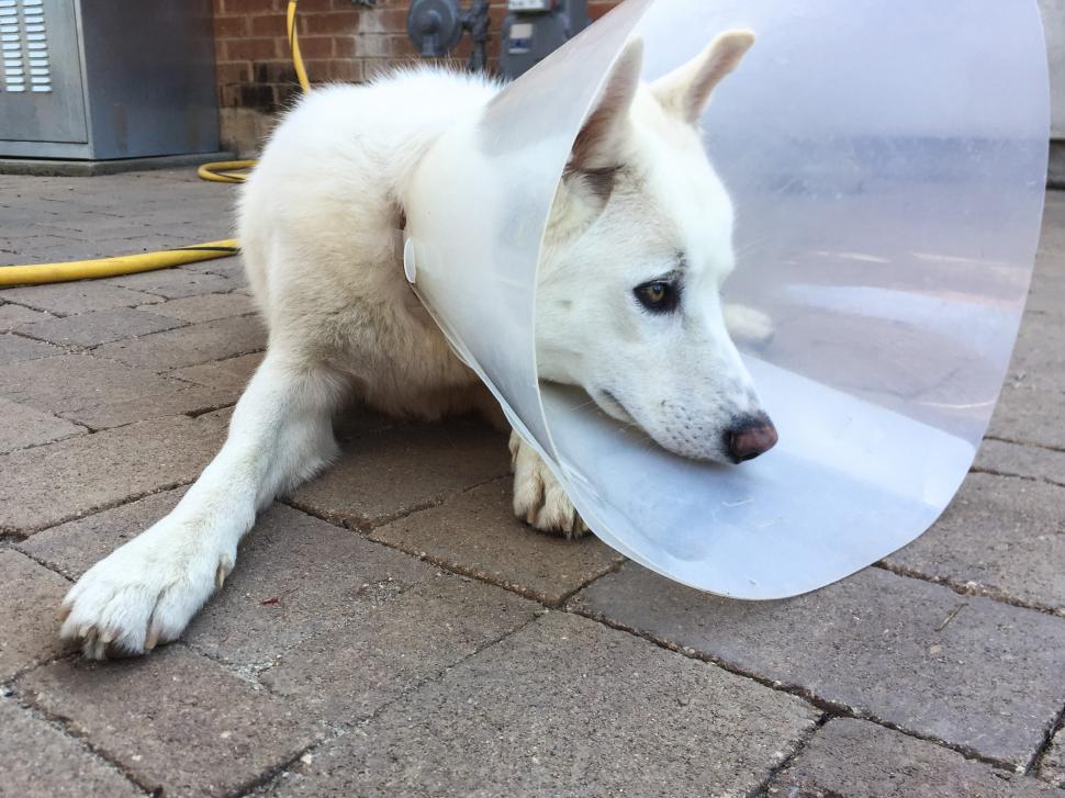Free Image of Puppy Looks Sad in Ecollar Cone 