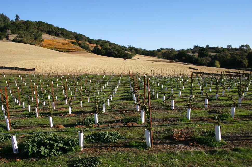 Free Image of Vineyards in progress 
