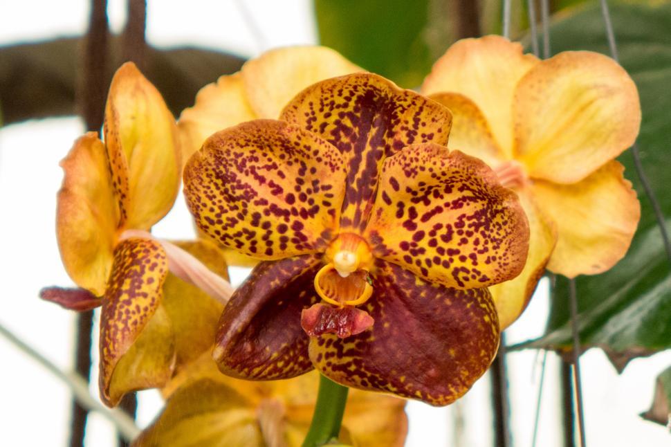Free Image of Yellow Orange Flowers Of Vanda Orchid 
