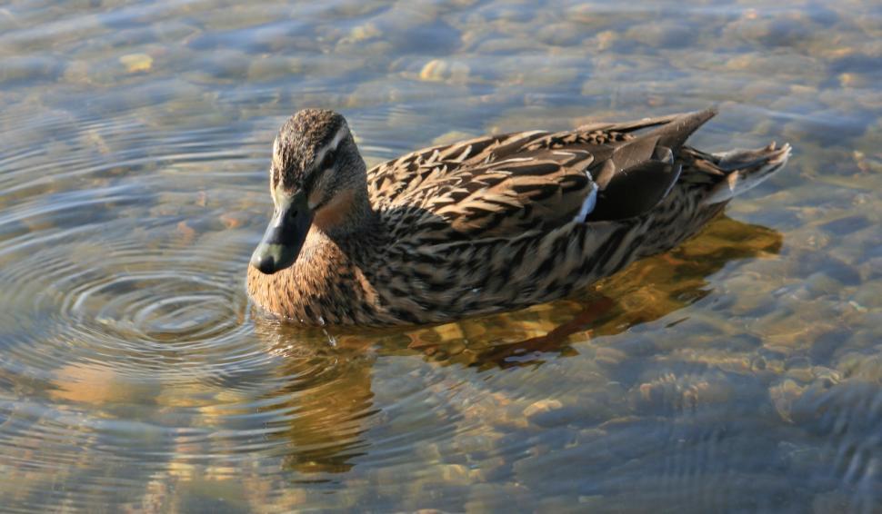 Free Image of Duck Floating on Body of Water 