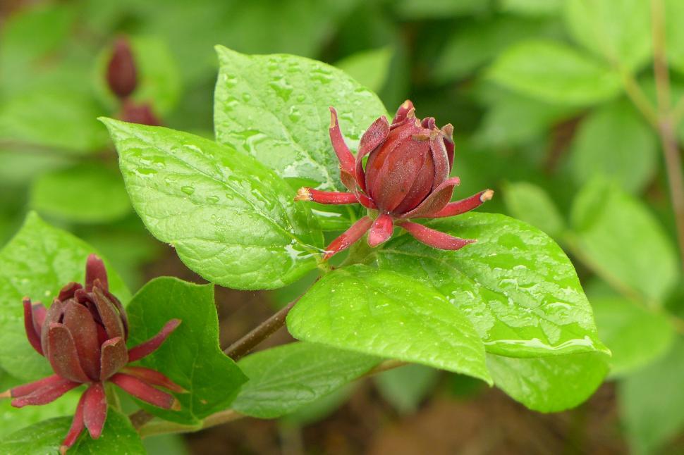 Free Image of Calycanthus Floridus 