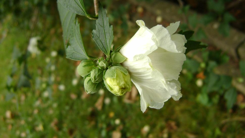 Free Image of Garden flower 