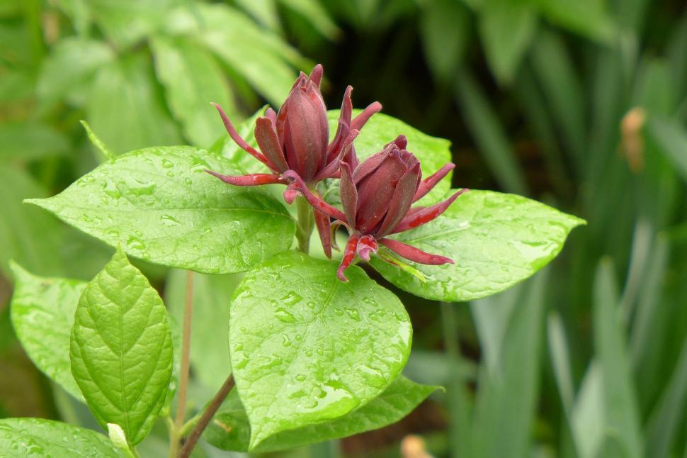 Free Image of Carolina Allspice Calycanthus Floridus 