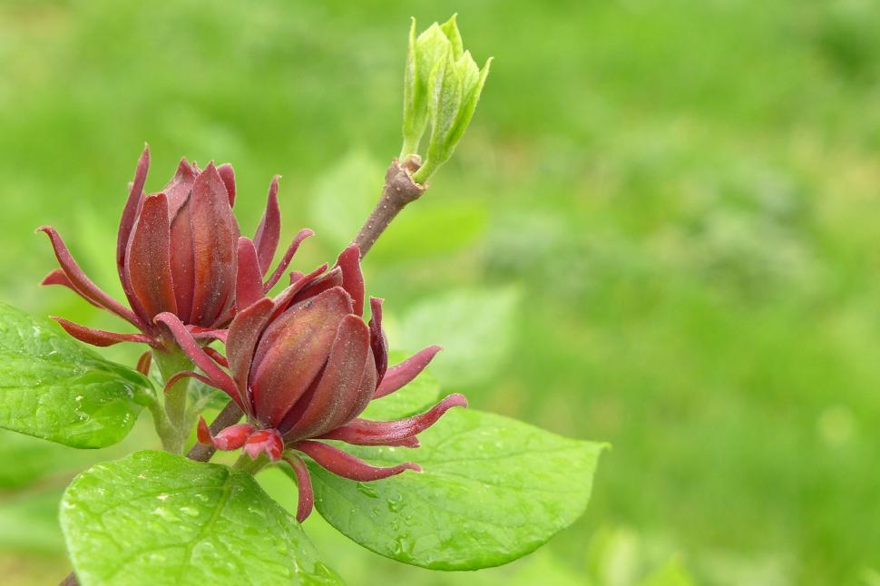 Free Image of Carolina Allspice Flowers And New Leaves 