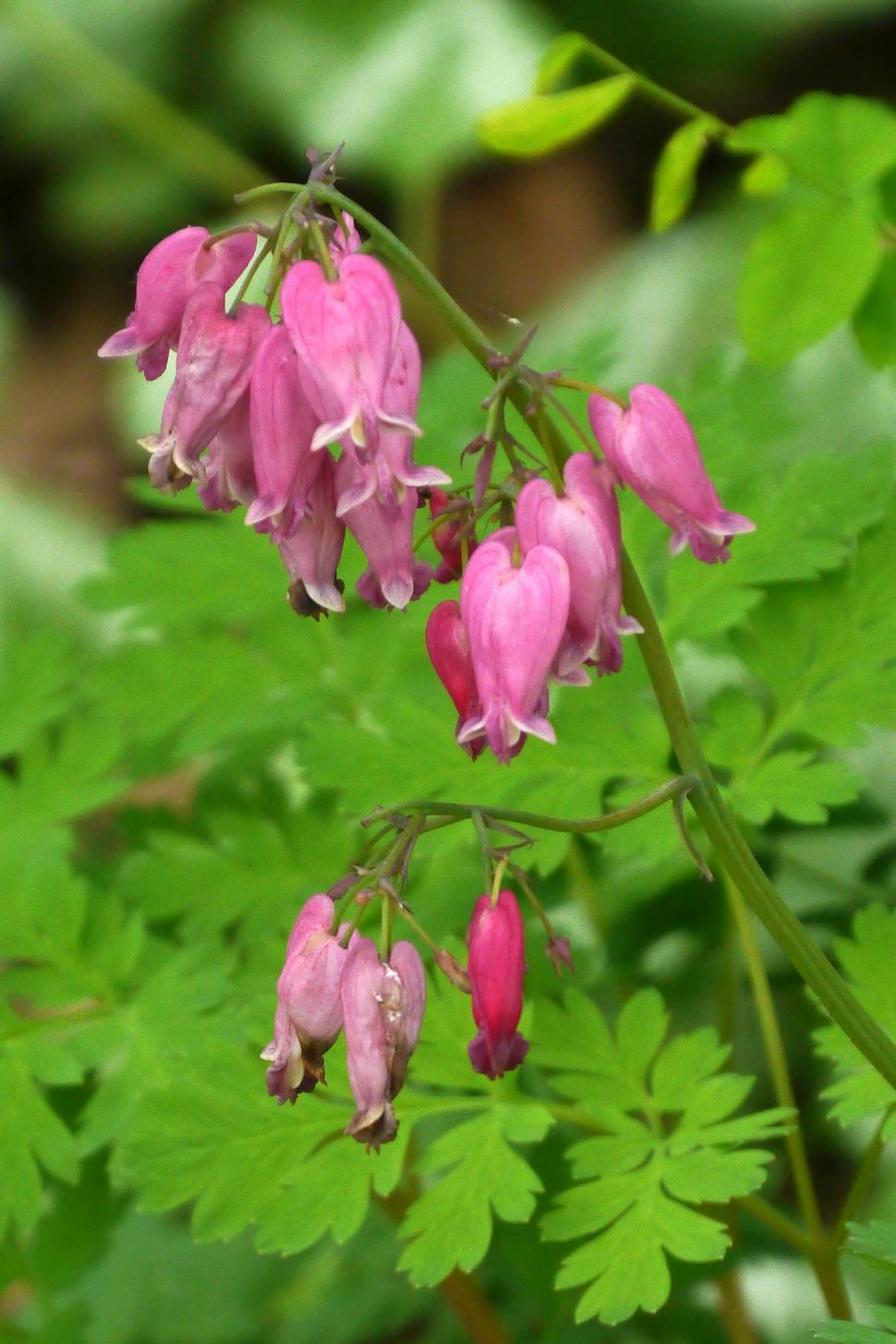 Free Image of Fringed Bleeding Hearts 