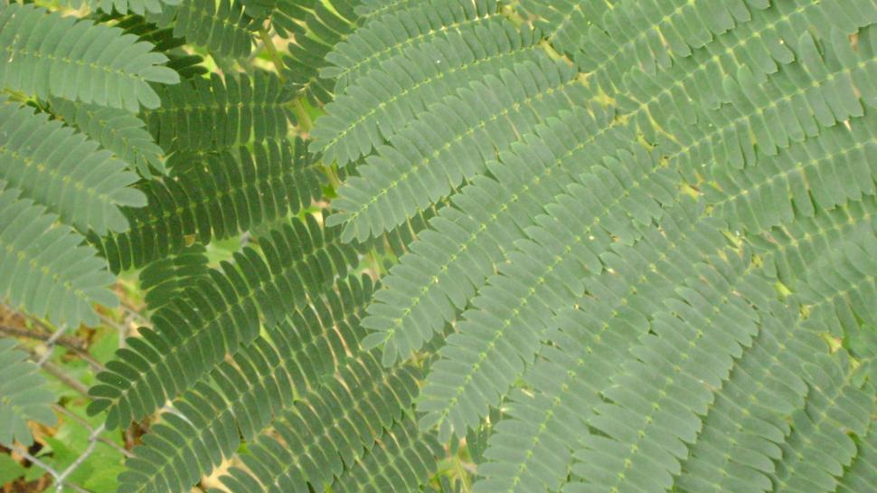 Free Image of Fern leaves 