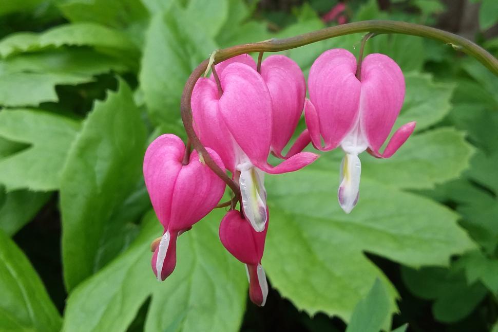 Free Image of Bleeding Hearts 