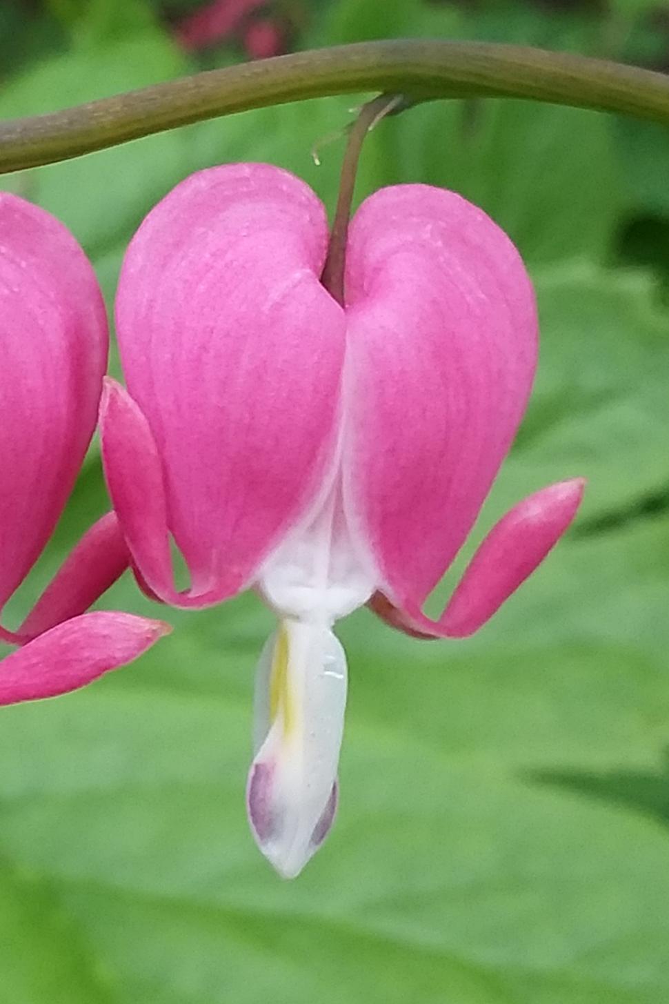 Free Image of Bleeding Heart Flower Closeup 