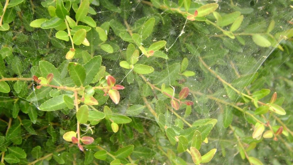 Free Image of Shrubs 