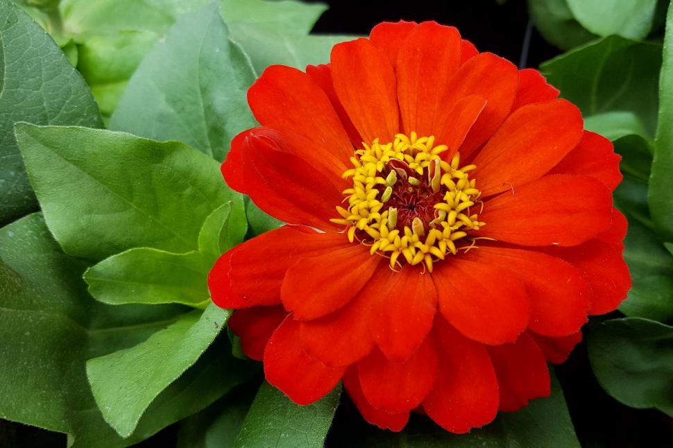 Free Image of Zinnia Red Orange Flower Bloom 