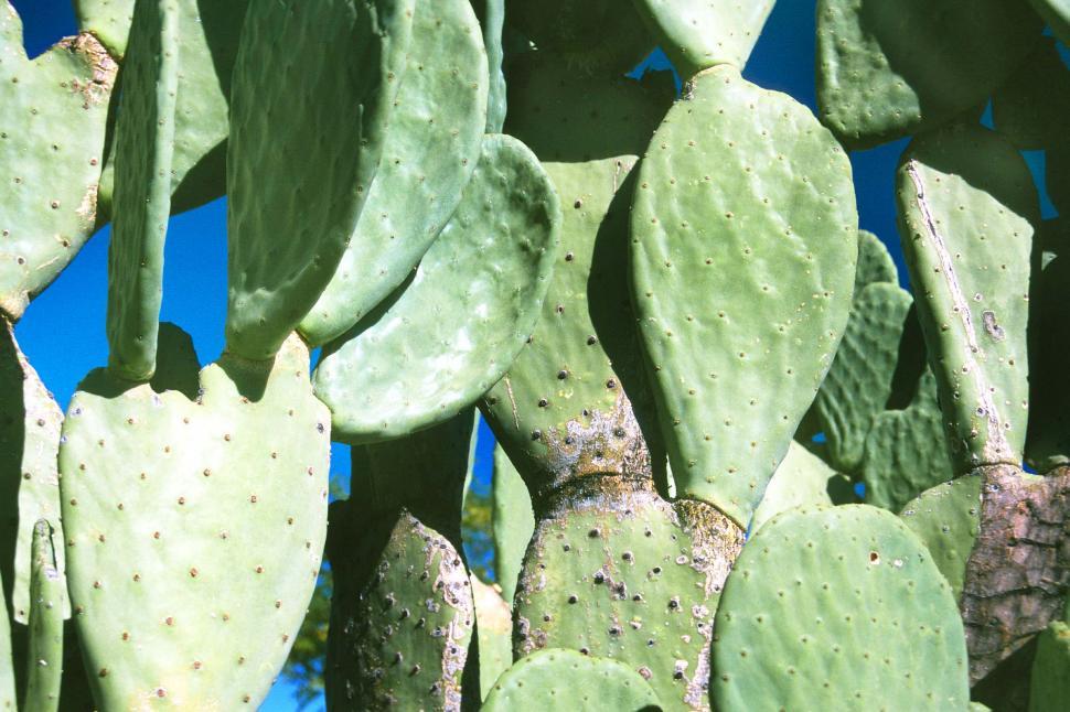 Free Image of Green Cactus Pads 