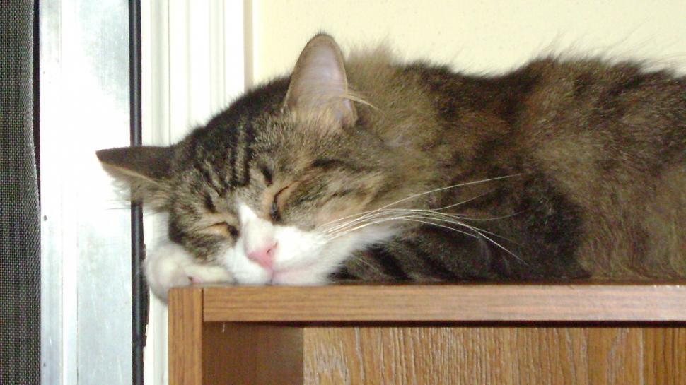Free Image of Sleeping cat 