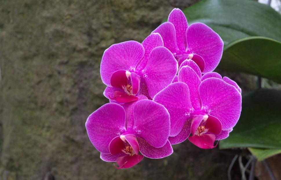 Free Image of Pink Moth Orchid Flowers 