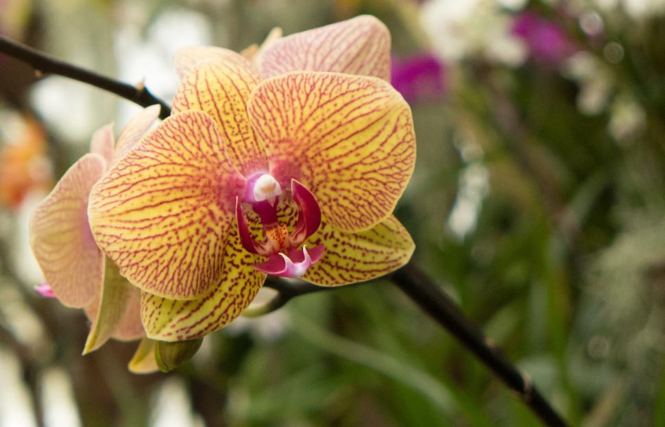Free Image of Orange Striped Moth Orchid Flowers 
