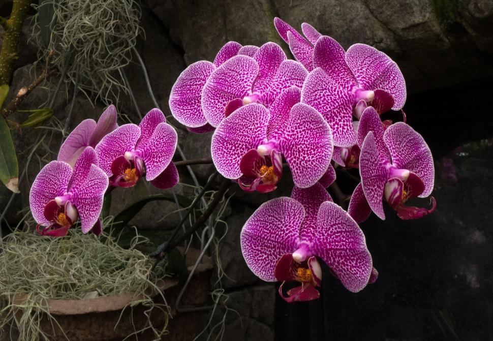 Free Image of Blooms of Pink and White Moth Orchid Flowers 