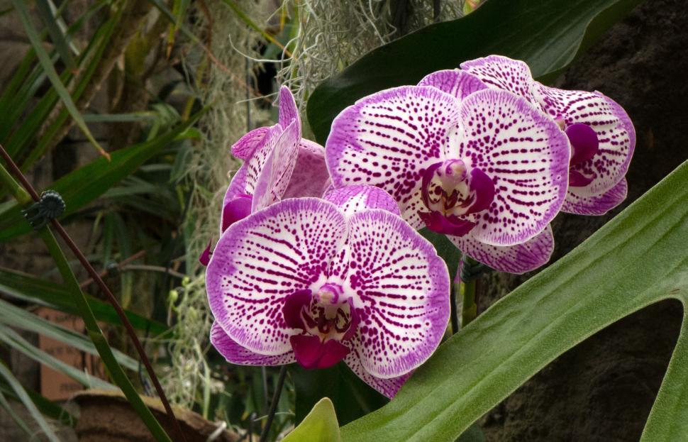Free Image of Moth Orchid Flowers in Pink and White 
