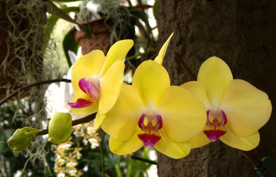 Free Image of Three Yellow Moth Orchid Flowers 