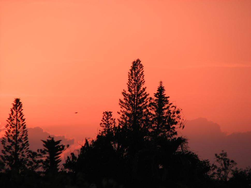 Free Image of Hot Air Balloon Soaring Over Trees 