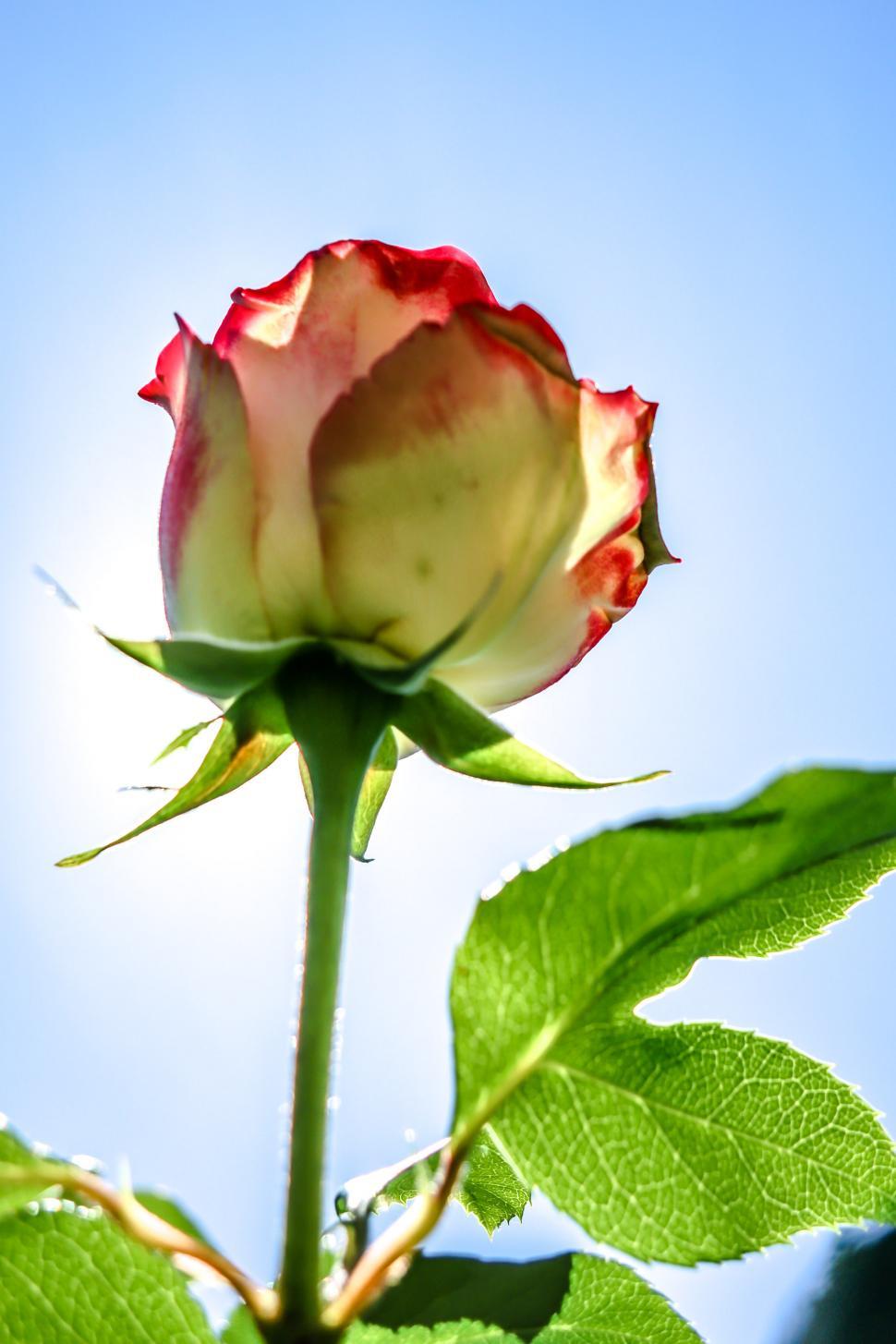 Free Image of Backlit Bloom 