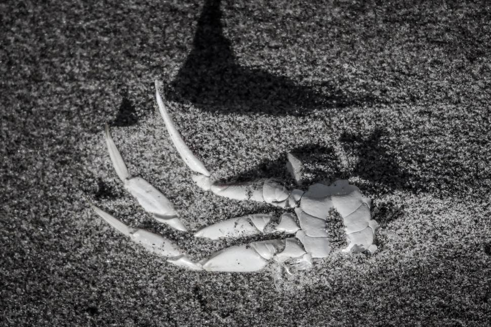 Free Image of Crab Skeleton 