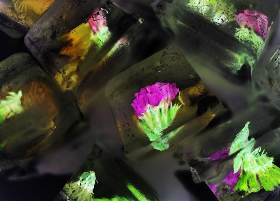 Free Image of Edible flower ice cubes 