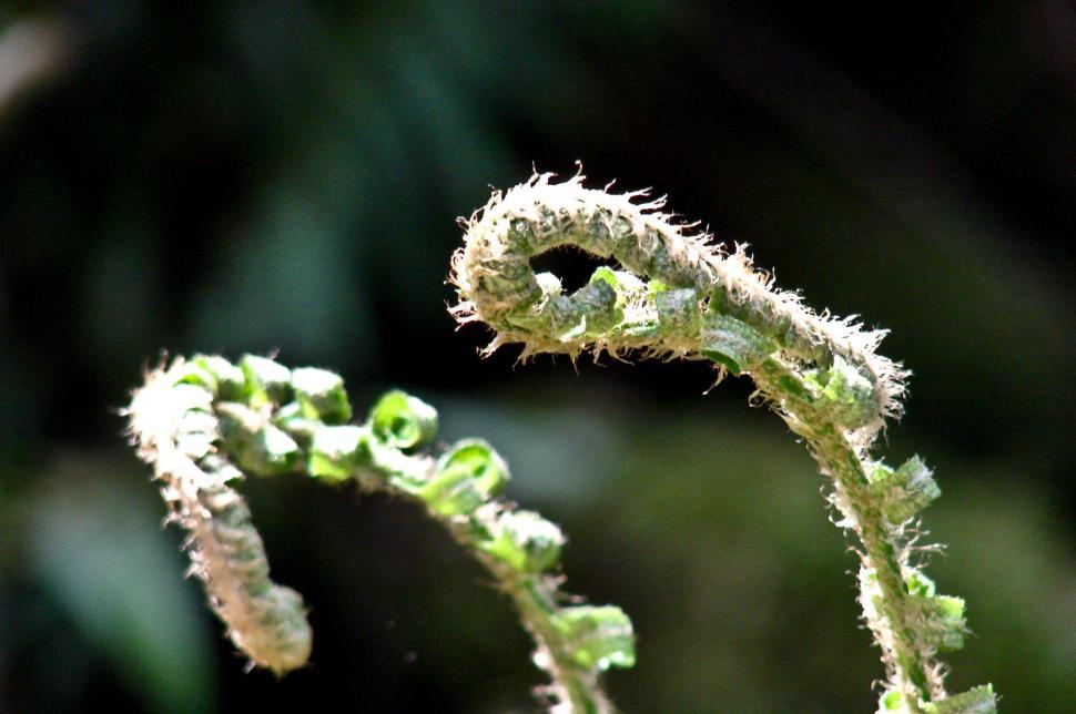 Free Image of Close Up of a Plant With Small Leaves 