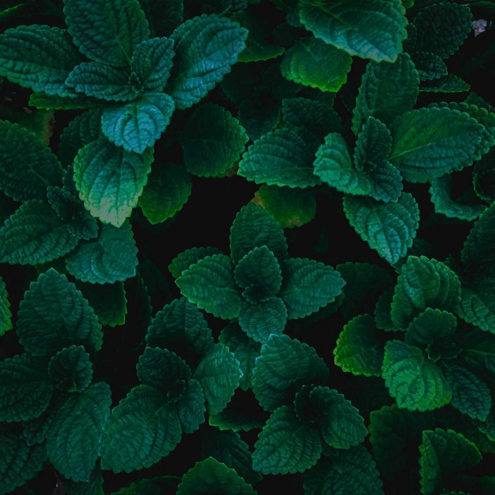 Free Image of Dark green  leafs  