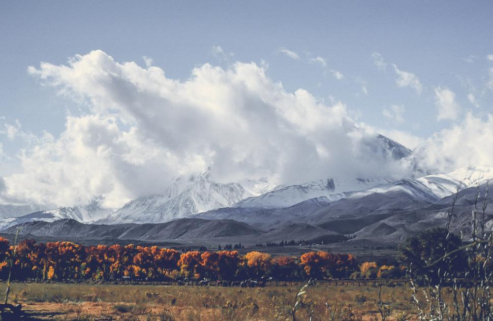 Free Image of Cottonwood trees and mountains 