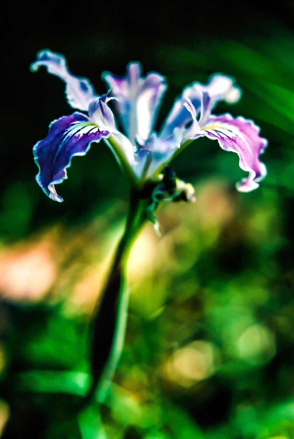 Free Image of Selective Focus on blue flower 