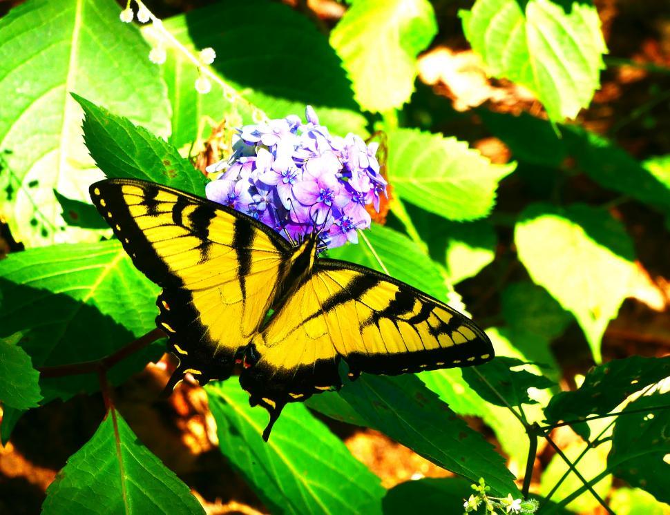 Free Image of Swallowtail Butterfly On Hydrangea  