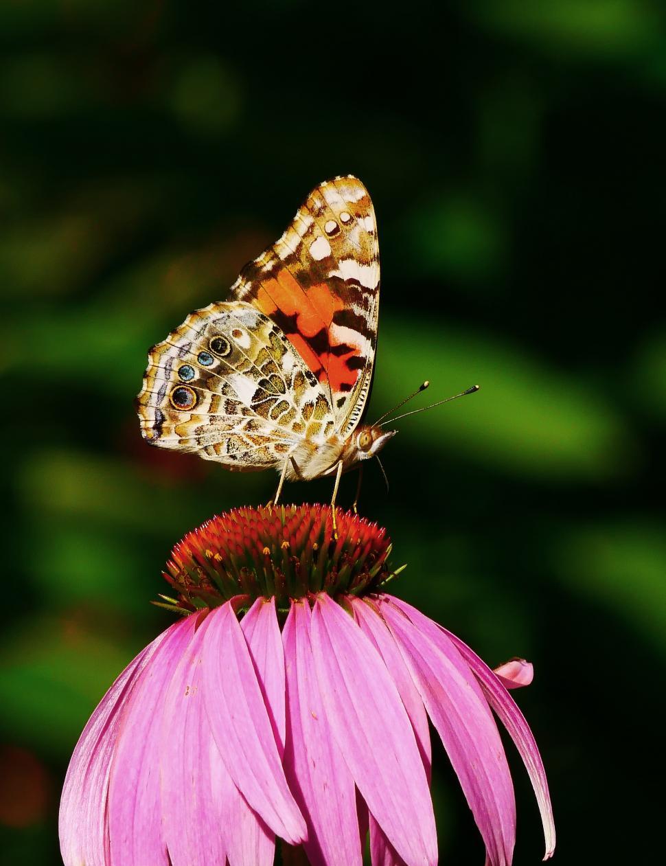 Free Image of Skipper Butterfly On Single Coneflower 