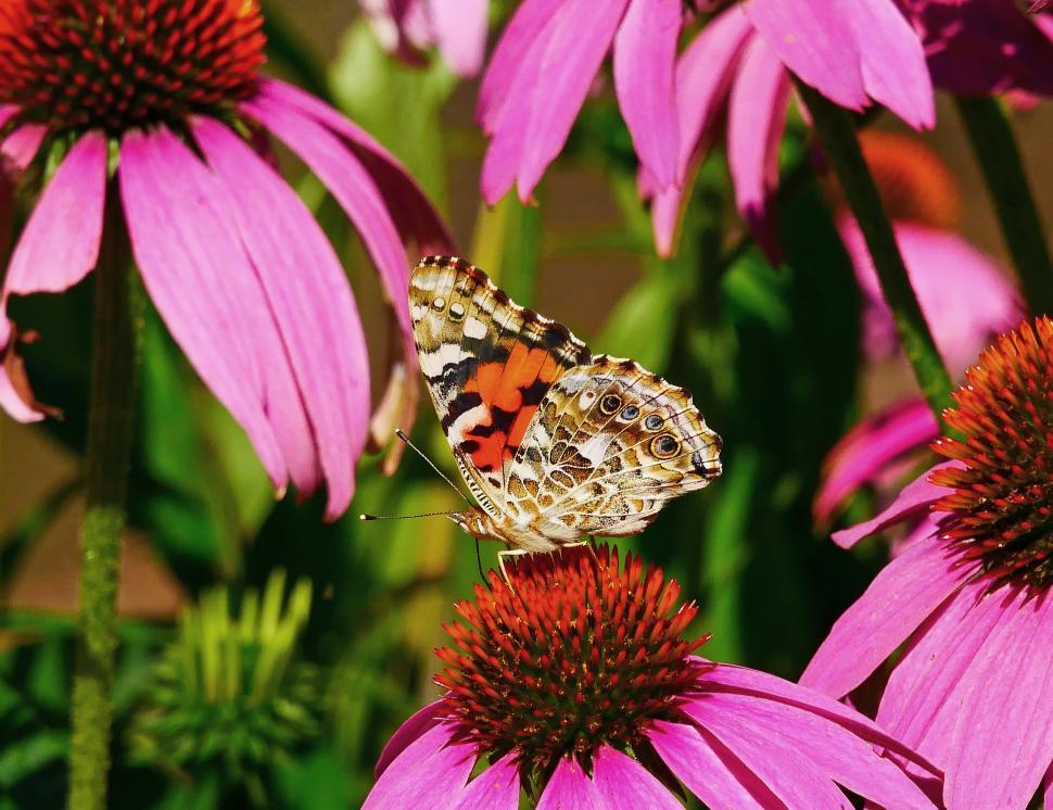 Free Image of Skipper Butterfly Feeding On Coneflowers 