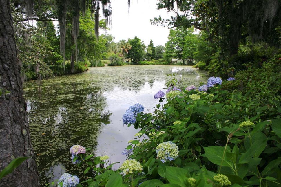 Free Image of River Flowing Through Lush Green Trees and Flowers 
