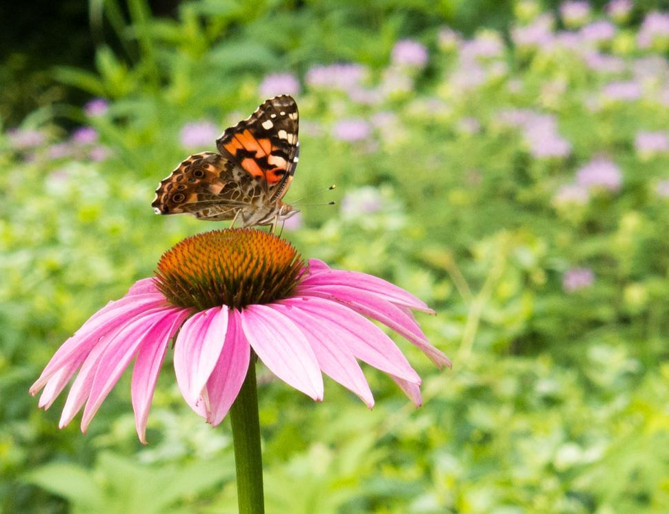 Free Image of Skipper Butterfly Feeding On Coneflower 