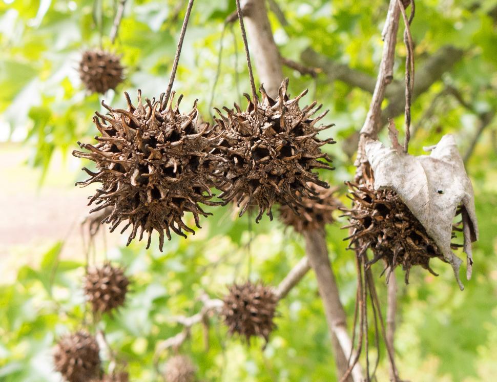 Free Image of Sweet Gum Tree Seed Pods 
