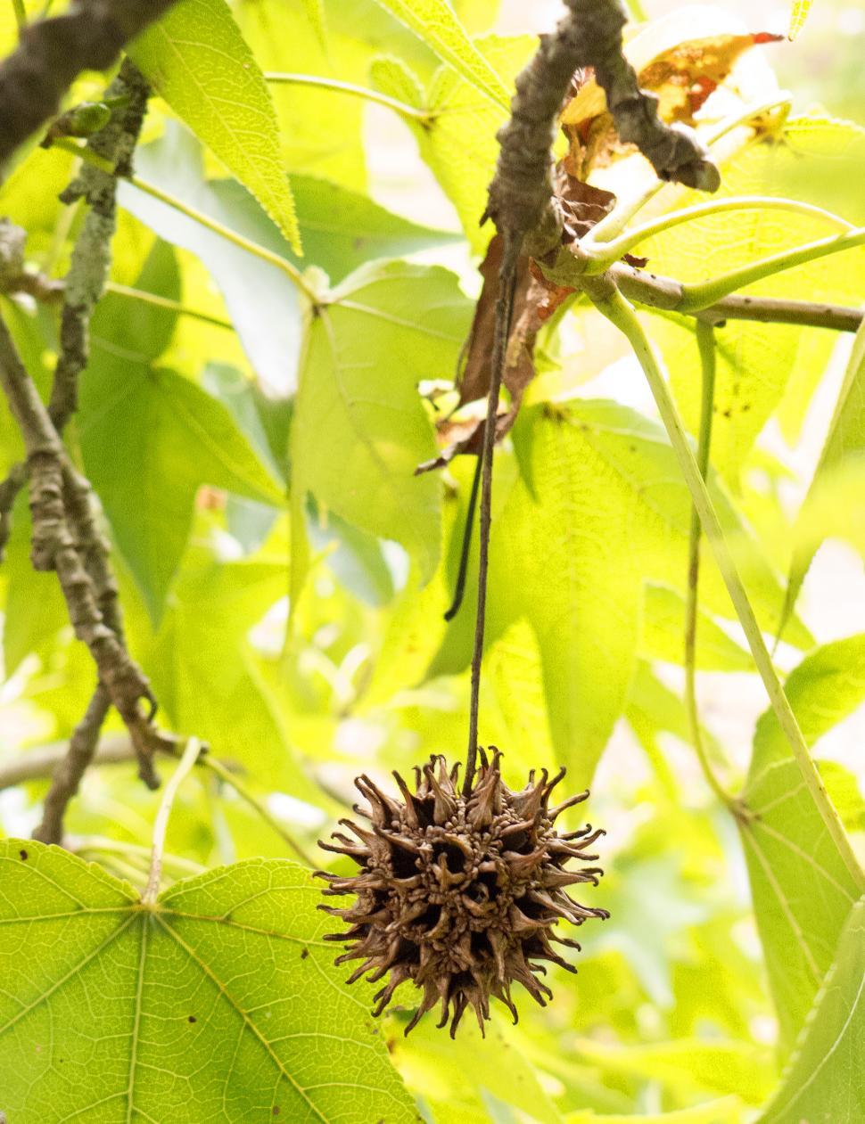 Free Image of Sweet Gum Seed Pod 