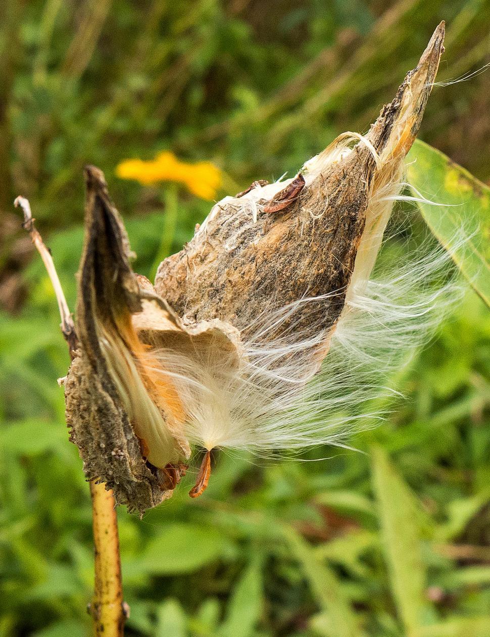 Free Image of Milkweed Pod Drying Out 
