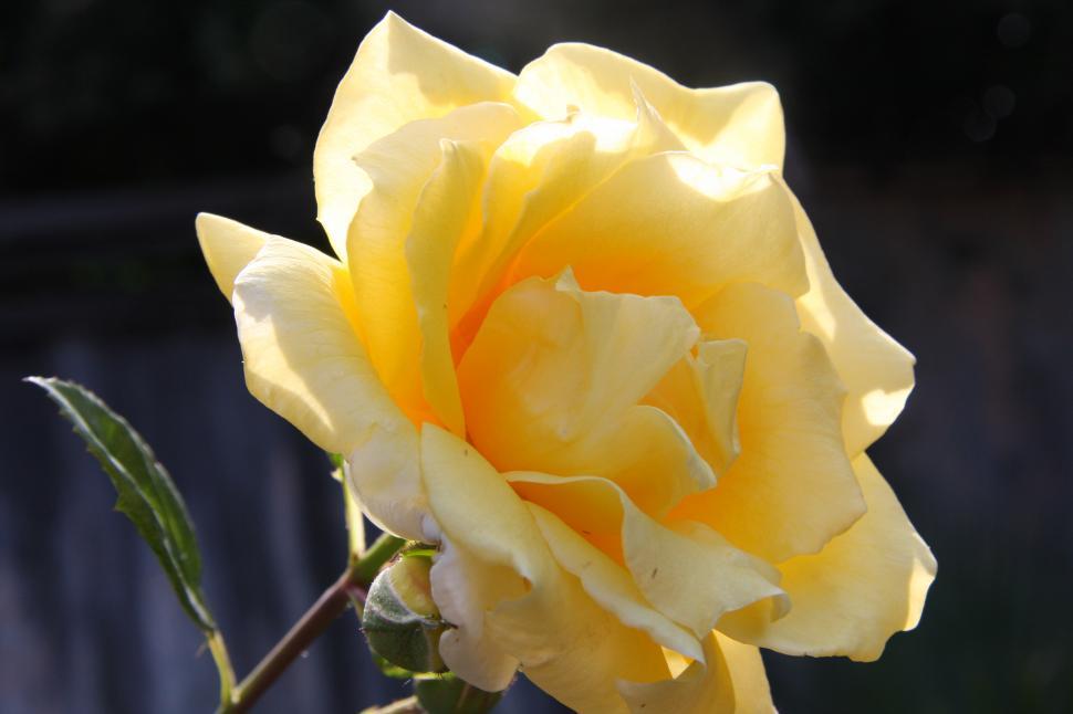 Free Image of Flowers 