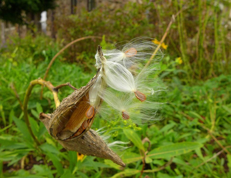 Free Image of Milkweed Seeds Leaving Seed Pods 