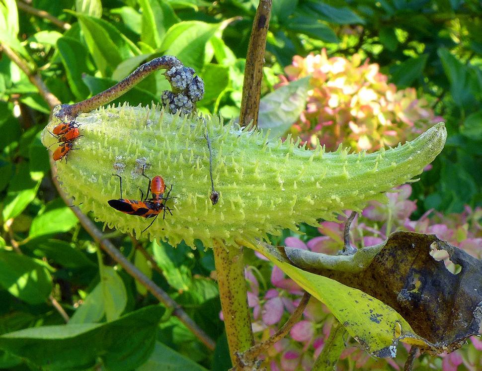 Free Image of Bugs On Milkweed Seed Pod 