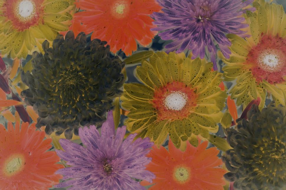 Free Image of Inverted color image of daisy and chrysanthemum flowers 