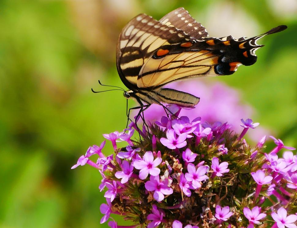 Free Image of Yellow and Black Swallowtail Butterfly 