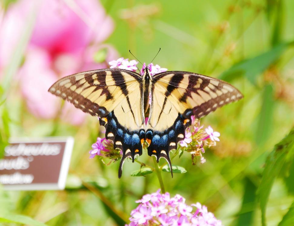 Free Image of Common Yellow Swallowtail Butterfly on Verbena Flowers 