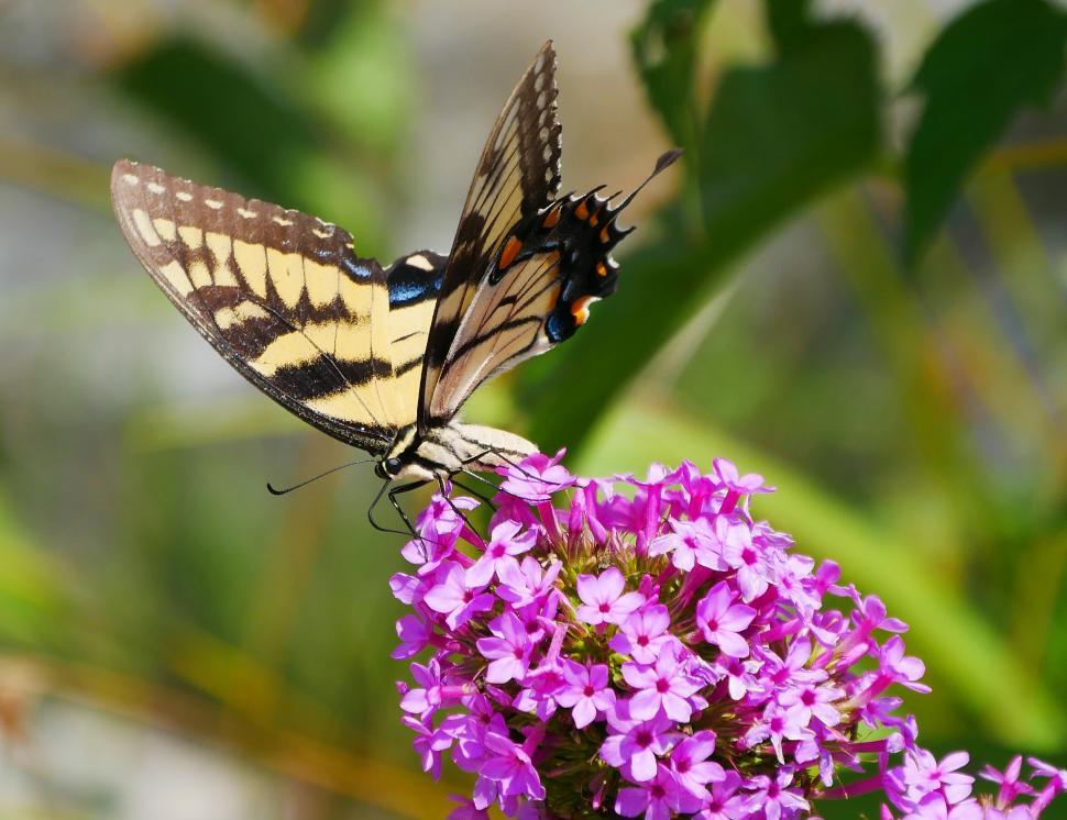 Free Image of Common Yellow Swallowtail Butterfly 