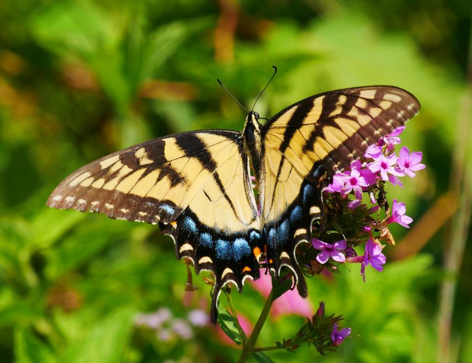 Free Image of Wings of Black and Yellow Swallowtail Butterfly 