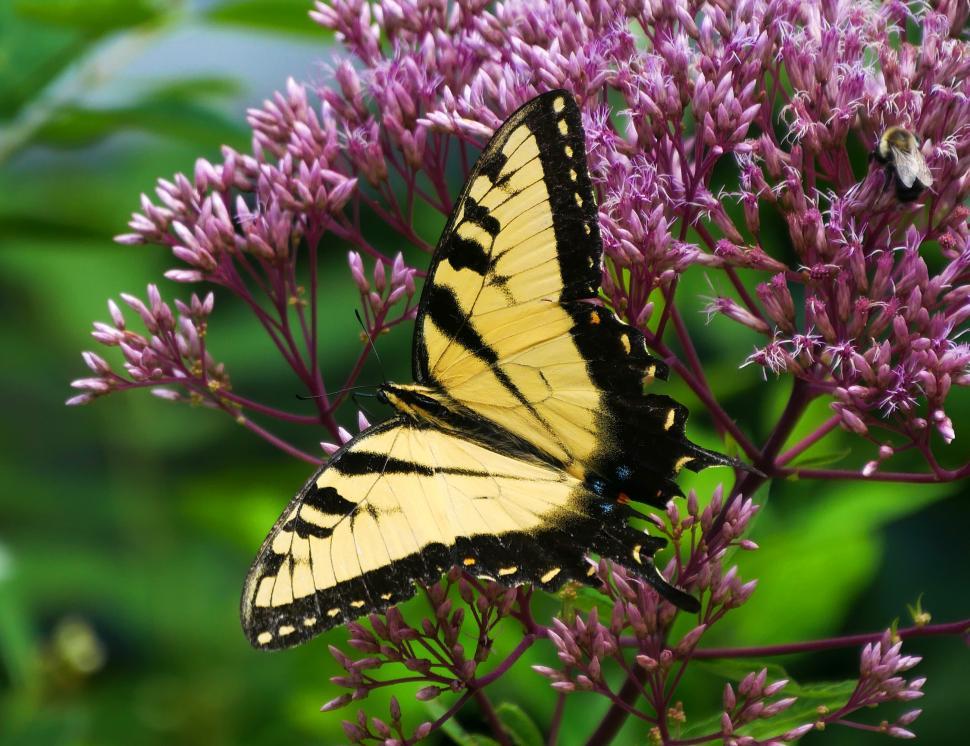 Free Image of Common Yellow Swallowtail Butterfly with Open Wings 