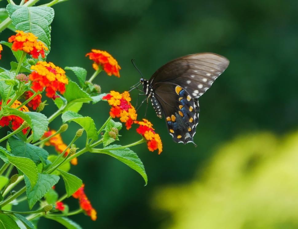 Free Image of Black Swallowtail Butterfly 