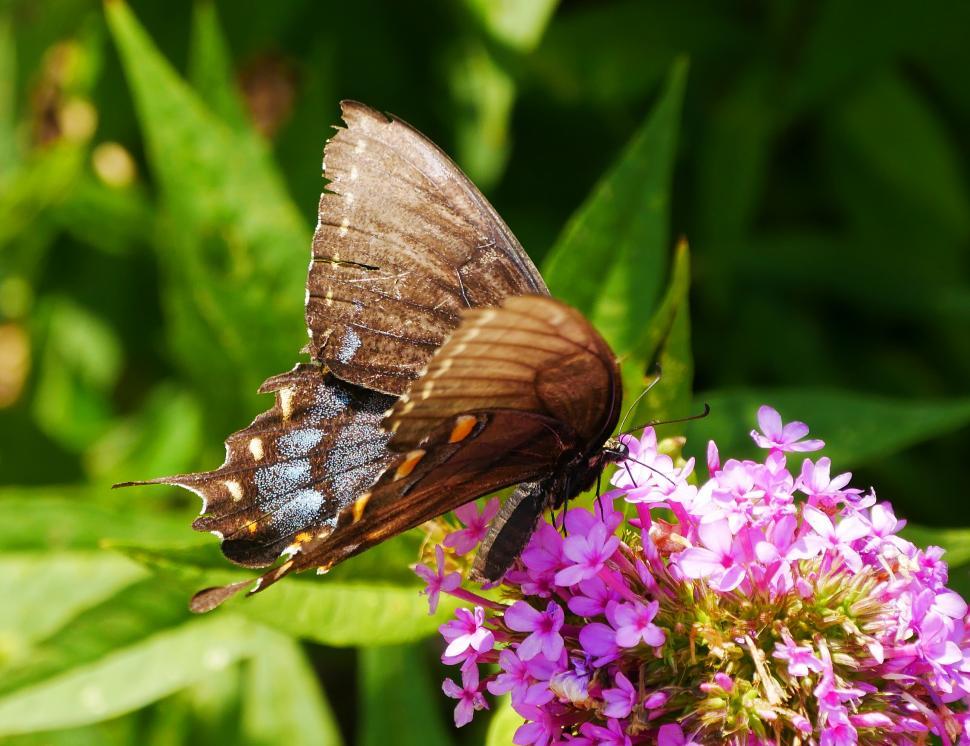 Free Image of American Swallowtail Feeding on Verbena Flowers 